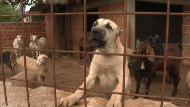 Photo of VIDEO Zbog straha od vukova ne puštaju stoku iz staje, a ni djecu iz kuća: “Vuk mi je došao iza leđa”