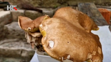 Photo of HRT: Umirovljenici iz Zadra u ličkoj šumi pronašli vrganj težak čak kilogram!