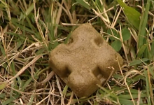 Photo of VIDEO Počinje velika zračna akcija protiv bjesnoće: Pripazite na kolačiće koji padaju s neba