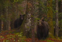 Photo of VIDEO Željko vodi ljude u šumu i vraća novac ako ne vide medvjeda: Evo kako je prošla RTL-ova ekipa