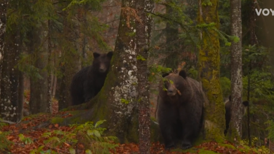 Photo of VIDEO Željko vodi ljude u šumu i vraća novac ako ne vide medvjeda: Evo kako je prošla RTL-ova ekipa