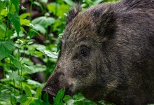 Photo of Ministarstvo povećalo naknadu za odstrel divljih svinja