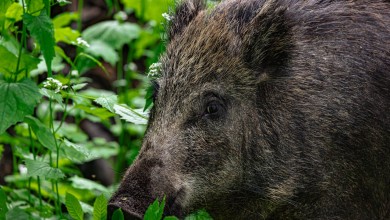 Photo of Ministarstvo povećalo naknadu za odstrel divljih svinja