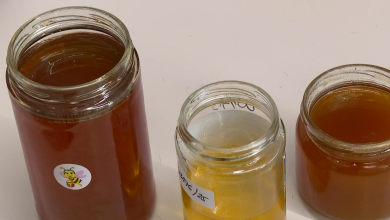 Photo of VIDEO Svaka četvrta teglica meda u Hrvatskoj je patvorena: “Dodaju sirup, izgleda kao pravi med”