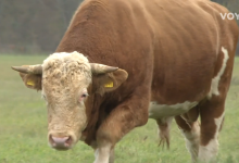 Photo of VIDEO Usmrćen bik Miško: Lutao je bez nadzora, a inspekcija tvrdi da je bio opasan