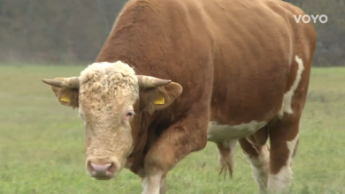 Photo of VIDEO Usmrćen bik Miško: Lutao je bez nadzora, a inspekcija tvrdi da je bio opasan