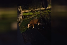 Photo of VIDEO Odlutali bik mjesecima ulazi u dvorišta i uništava ljudima imovinu: “Ta rika kao da je iz pakla”