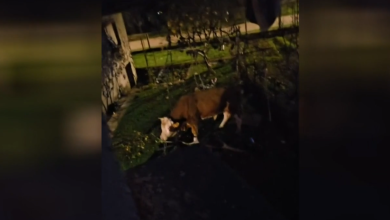Photo of VIDEO Odlutali bik mjesecima ulazi u dvorišta i uništava ljudima imovinu: “Ta rika kao da je iz pakla”