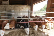 Photo of VIDEO Nove potpore za male mljekare: “Vjerujem da će zaustaviti pad proizvodnje mlijeka”