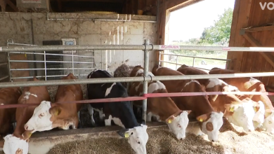 Photo of VIDEO Nove potpore za male mljekare: “Vjerujem da će zaustaviti pad proizvodnje mlijeka”