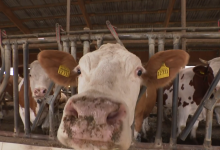 Photo of VIDEO Hrvatska proizvodi najmanje mlijeka u EU: Broj krava se prepolovio u 10 godina