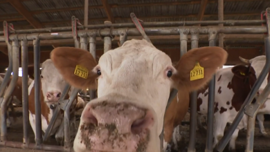 Photo of VIDEO Hrvatska proizvodi najmanje mlijeka u EU: Broj krava se prepolovio u 10 godina