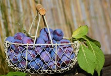 Photo of Suvremeni i održivi pristupi u voćarstvu tema stručnog predavanja u Gospiću