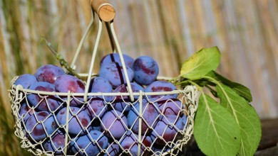 Photo of Suvremeni i održivi pristupi u voćarstvu tema stručnog predavanja u Gospiću
