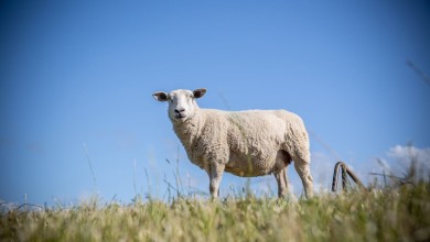 Photo of Hrvatska dobila 52. proizvod zaštićenog naziva u Europskoj uniji