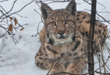 Photo of Kakav ljepotan: Veličanstveni ris snimljen u Gorskom kotaru