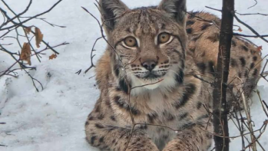Photo of Kakav ljepotan: Veličanstveni ris snimljen u Gorskom kotaru