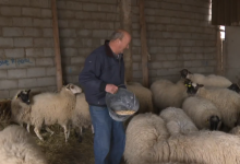 Photo of VIDEO Lovci i stočari ne vjeruju Ministarstvu: Sve veći broj vukova terorizira hrvatske stočare