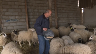 Photo of VIDEO Lovci i stočari ne vjeruju Ministarstvu: Sve veći broj vukova terorizira hrvatske stočare