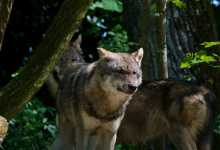 Photo of VIDEO Neki ih se boje, drugi im se dive, nitko ne zna koliko ih ima, a uskoro ćemo ih pratiti preko njihovog izmeta