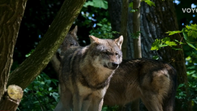 Photo of VIDEO Neki ih se boje, drugi im se dive, nitko ne zna koliko ih ima, a uskoro ćemo ih pratiti preko njihovog izmeta