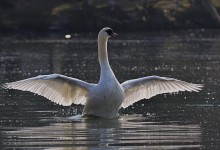 Photo of Novi slučajevi ptičje gripe u Hrvatskoj!