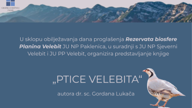 Photo of Bogatstvo ptičjeg svijeta Velebita u novoj knjizi