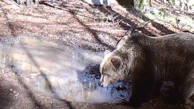 Photo of Lokva koja život znači: Pogledajte tko sve dolazi na ovaj mali izvor vode