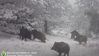 Photo of Zimske radosti: Video iz Paklenice koji će vam uljepšati dan