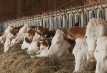 Photo of VIDEO Hrvatska pri vrhu po otkupnim cijenama, može li to spasiti domaće farmere?