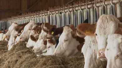 Photo of VIDEO Hrvatska pri vrhu po otkupnim cijenama, može li to spasiti domaće farmere?