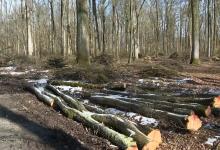 Photo of VIDEO Milijunska šteta u državnim šumama: Najviše se kralo na području Gospića, Siska i Koprivnice