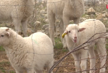 Photo of VIDEO Vukovi i bolesti “potamanili” ovce u Hrvatskoj, ali Pag nema tih problema, evo zašto