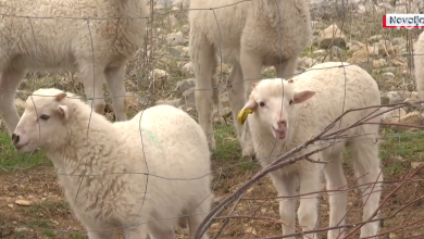 Photo of VIDEO Vukovi i bolesti “potamanili” ovce u Hrvatskoj, ali Pag nema tih problema, evo zašto