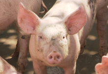 Photo of VIDEO Hrvatsko svinjogojstvo pred gašenjem zbog nižih cijena svinjetine