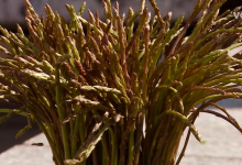 Photo of VIDEO Omiljena delicija stigla na tržnice: Pazite, krivi potez može vas koštati i 1000 eura