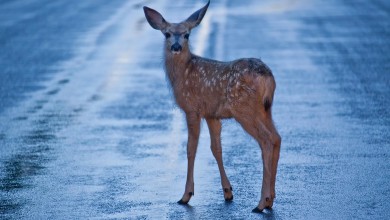 Photo of Imate fotografiju divljači? Hrvatski lovački savez traži vaše radove