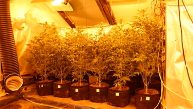 Photo of Policija u Senju otkrila improvizirani laboratorij za uzgoj konoplje