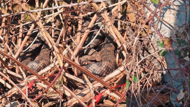 Photo of VIDEO U Gorskom kotaru naišli na 5 poskoka: Dječak upozorio na zmije, otac ostao miran