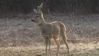 Photo of VIDEO Fotograf iz Perušića zabilježio prizor koji će vam uljepšati jutro