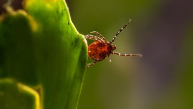 Photo of Počela je sezona krpelja: Kako ih izbjeći i što učiniti ako vas ugrizu