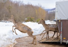 Photo of Lika je bogatija za još tri košute i jednog jelena!