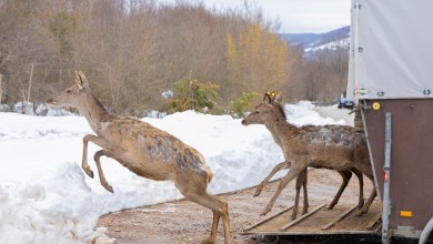 Photo of Lika je bogatija za još tri košute i jednog jelena!
