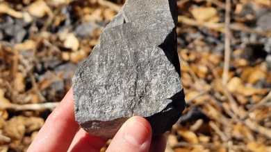 Photo of Kod Brušana fosili iz vremena kad je područje Velebita bilo pod morem