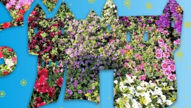 Photo of U ovom gradu pripremaju fritaju sa šparogama i metarsku cvjetnu roladu