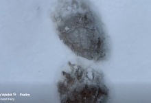 Photo of Šetnja Velebitom: Znate li čiji su ovo tragovi u snijegu?