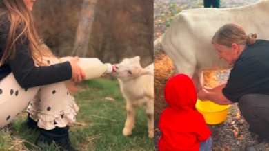 Photo of Ideja za obiteljski izlet u Lici: Mališani će ovdje obožavati druženje s kozlićima!