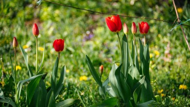 Photo of Kakvo nas vrijeme čeka za Uskrs? Pogledajte ove temperature!
