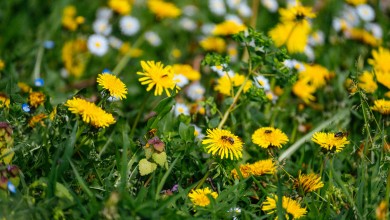 Photo of Bura jenjava, Hrvatska se grije na 25°! Evo kakvo nas vrijeme očekuje u novom tjednu
