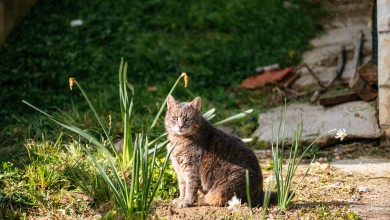 Photo of Meteorologinja otkrila kad se vraća sunce i temperature do 25 stupnjeva